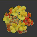 Vibrant Plant with Red and Yellow Flowers in Spherical Bloom Arrangement on Dark Background