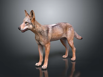 Realistic Wolf 3D Model With Brown Gray Fur Standing On Dark Background 3d model