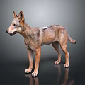 Realistic Wolf 3D Model With Brown Gray Fur Standing On Dark Background 3d model