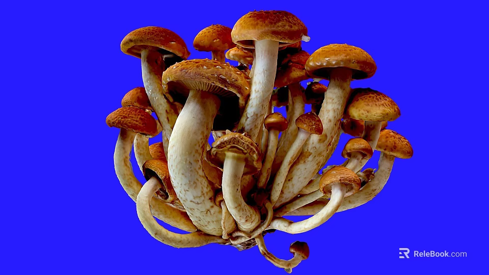 Fresh Cluster of Mushrooms with Brown Caps and White Stems on Blue Background 3d model 
