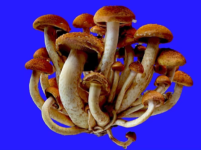 Fresh Cluster of Mushrooms with Brown Caps and White Stems on Blue Background 3d model