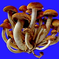Fresh Cluster of Mushrooms with Brown Caps and White Stems on Blue Background
