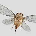 Cicada With Transparent Spotted Wings And Striped Body On Gray Background