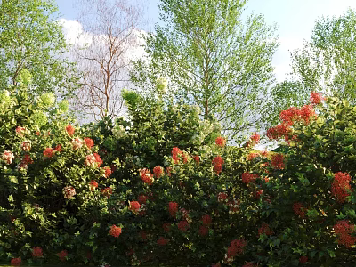 Lush Shrubs With Vibrant Red Flowers Growing Among Green Trees Under Blue Sky 3d model