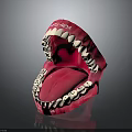 Anatomically Detailed Oral Organ Model With White Teeth And Pink Gums For Dental Education