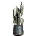 Stylish Bonsai Potted Plants with Cactus Palm and Grass in Dark Colored Ceramic Pots