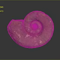 Chi chrysanthemum stone ancient fossil stone chrysanthemum fossil items 3d model