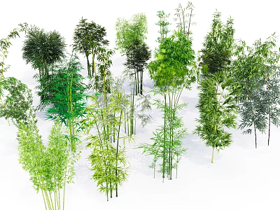Various Types Of Green Bamboo Plants With Lush Foliage And Different Heights 3d model