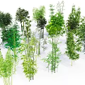 Various Types Of Green Bamboo Plants With Lush Foliage And Different Heights