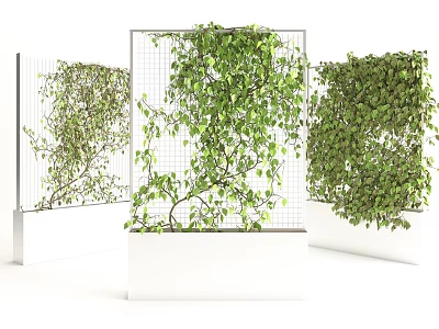 Lush Green Vines Climbing On Vertical Metal Grids In White Planters 3d model