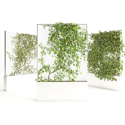 Lush Green Vines Climbing On Vertical Metal Grids In White Planters 3d model