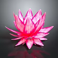 Pink Striped Lotus Flower With Vibrant Petals On Dark Reflective Surface