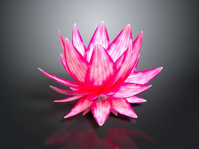 Pink Striped Lotus Flower With Vibrant Petals On Dark Reflective Surface 3d model