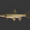 Detailed View of Light Brown Fish with Fins and Tail on Dark Reflective Background
