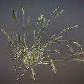 Wild Grass Plant With Long Slender Stems And Green Leafy Blades