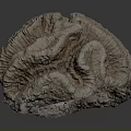 Natural Coral Polyps Skeleton With Fan Shaped Textured Brown White Formation