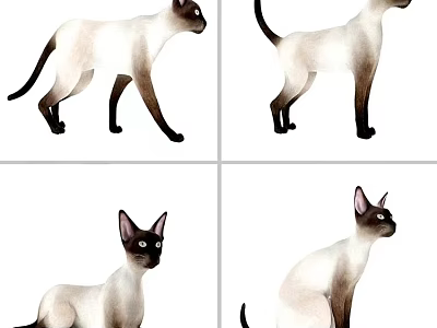 Reptile Photos Displaying Different Positions Like Standing Walking And Sitting 3d model