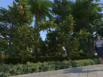 Lemon Trees With Green Foliage Palm Tree And Shrubs Near Walking Woman Under Blue Sky 3d model
