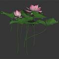Lotus Plants With Pink Flowers And Green Leaves On Dark Background With Reflection