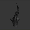 Whale Shark With Spotted Body Streamlined Shape Dorsal Fin And Tail Fin