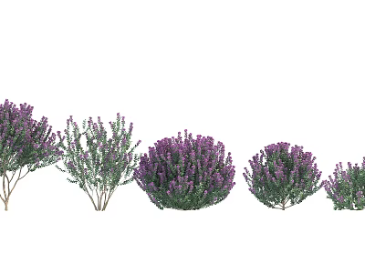Purple Flowering Trees In Various Shapes For Garden Landscaping Design 3d model