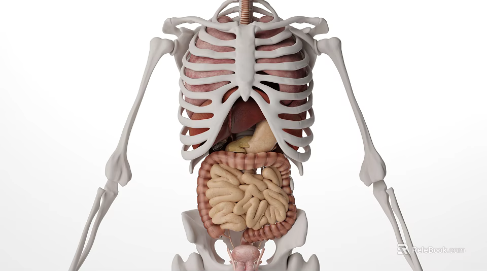 3D Human Skeleton And Internal Organs Medical Device Model For Anatomy Teaching 3d model 