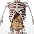 3D Human Skeleton And Internal Organs Medical Device Model For Anatomy Teaching 3d model