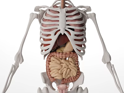 3D Human Skeleton And Internal Organs Medical Device Model For Anatomy Teaching 3d model