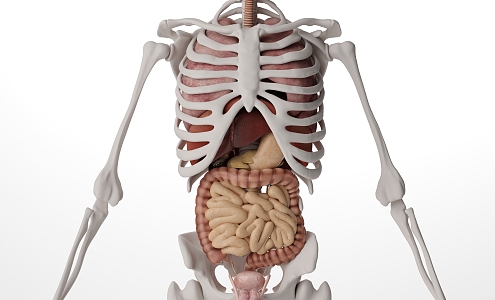 Modern human gallstones 3d model