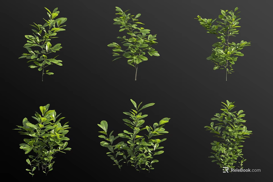 Various Arbor Trees With Lush Green Foliage And Different Growth Forms 3d model 