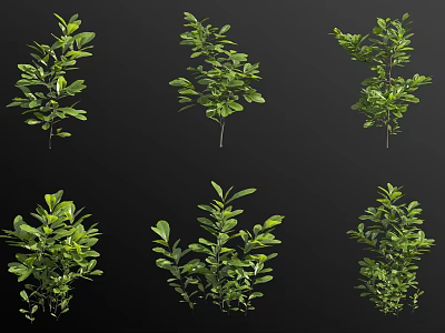 Various Arbor Trees With Lush Green Foliage And Different Growth Forms 3d model