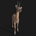 Realistic Standing Antelope With Long Horns And Brown Coat In Natural Pose