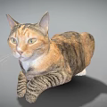 Striped Brown and Black Cat Lying on Gray Background with Bright Eyes