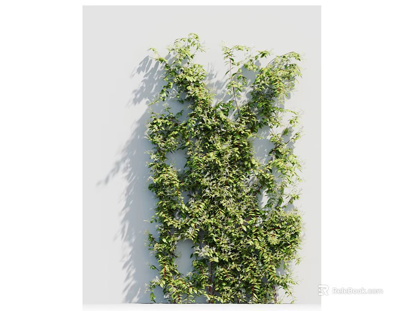 Lush Green Climbing Vines Growing On White Wall With Fresh Leaves Natural Decorative Plant 3d model 