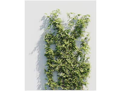 Lush Green Climbing Vines Growing On White Wall With Fresh Leaves Natural Decorative Plant 3d model