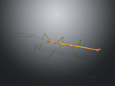 Slender Stick Insect With Green Orange Body And Long Legs On Gray Background 3d model