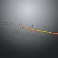 Slender Stick Insect With Green Orange Body And Long Legs On Gray Background