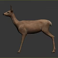Realistic 3D Deer Model In Light Brown With Reflective Surface And Gray Background 3d model