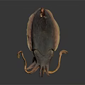 Squid With Curved Tentacles And Dark Brown Body On Black Background
