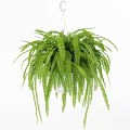 Fresh Lush Cascading Hanging Basket Fern Plant for Indoor Greenery Decor