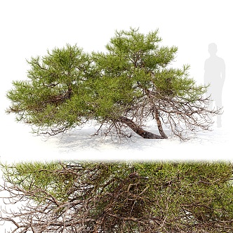 red pine 3d model