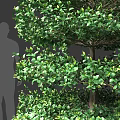 Tall Arbor With Green Foliage Layered Structure And Exposed Roots By Human Silhouette
