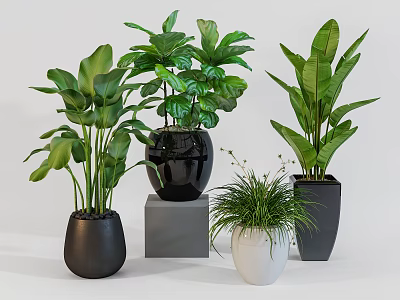 Bonsai Potted Plants With Green Leafy Foliage In Black White Pots On Stands 3d model