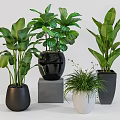 Bonsai Potted Plants With Green Leafy Foliage In Black White Pots On Stands