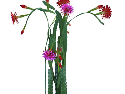 Stunning Red and Pink Flowers with Long Green Stems and Lush Leaves 3d model