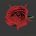 Single Red Rose Plant with Green Stem and Leaves on Gray Background