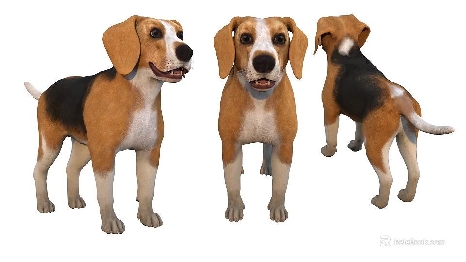 Cute Beagle Dog 3D Models Displaying Three Different View Angles 3d model 