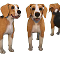 Cute Beagle Dog 3D Models Displaying Three Different View Angles 3d model