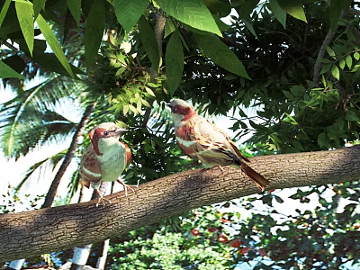 Two Colorful Birds Perched On Tree Branch Amidst Green Leaves And Palm Trees 3d model Two Colorful Birds Perched On Tree Branch Amidst Green Leaves And Palm Trees 3d model