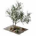 Landscape tree courtyard sketch stone 3d model